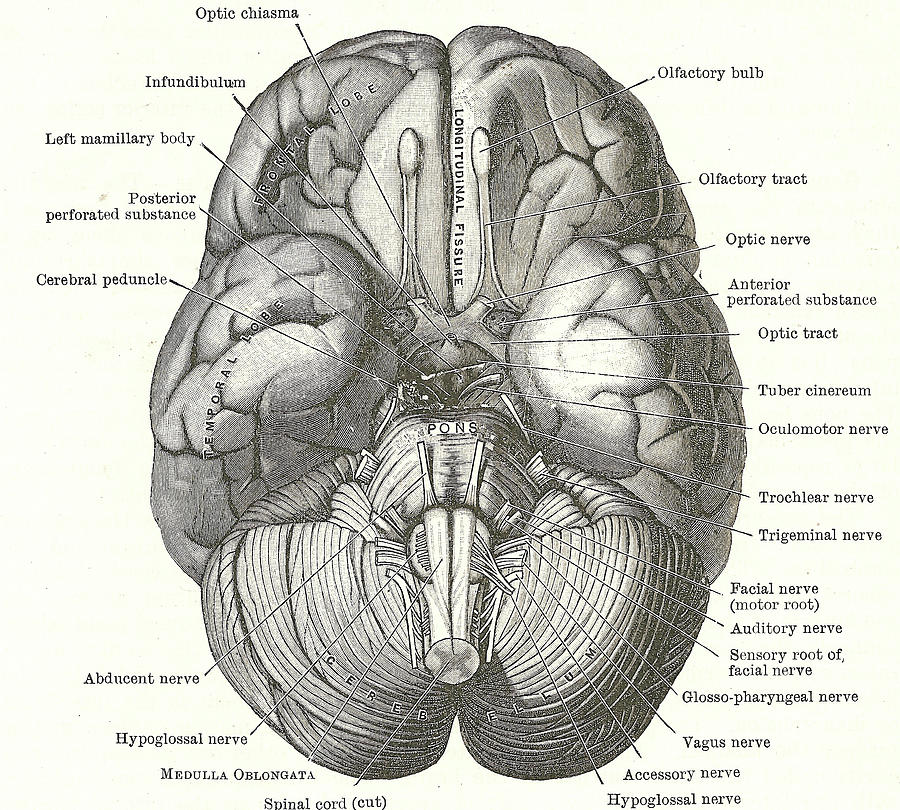 Dissection of the human brain Photograph by Steve Estvanik