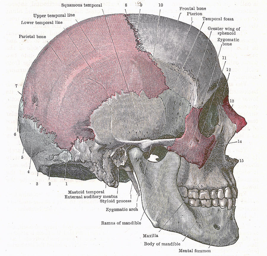 Dissection of the human head Photograph by Steve Estvanik