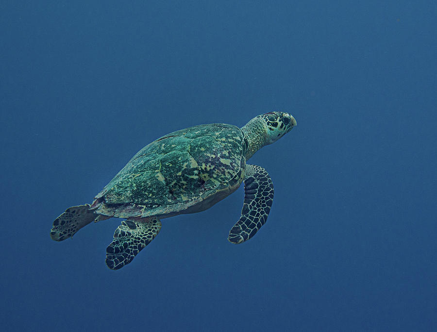 Distant Hawksbill Photograph by Jean Noren