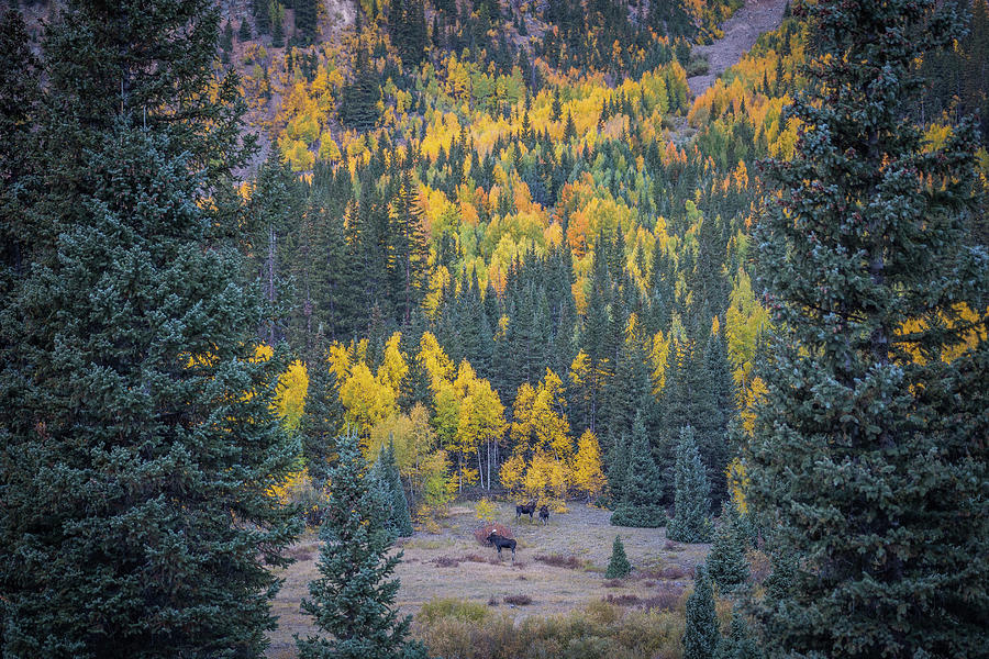 Distant Moose in Fall Colors Photograph by Jen Manganello