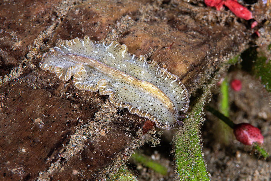 Distinctive Marginal Flatworm Photograph by Andrew Martinez