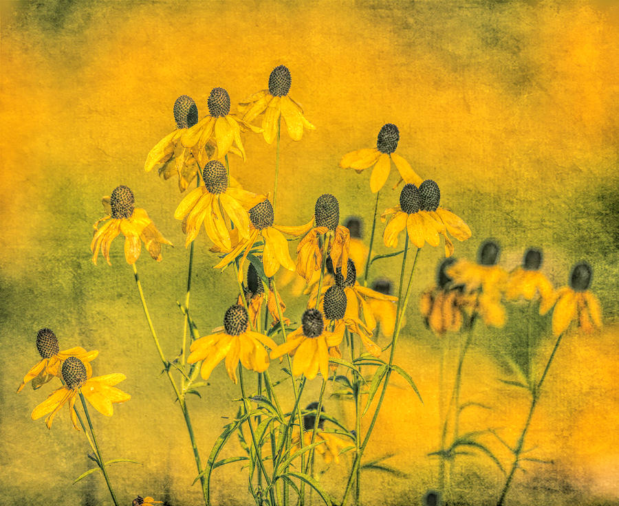 Distressed Yellow Wildflowers by Dan Sproul Distressed Yellow Wildflowers by Dan Sproul