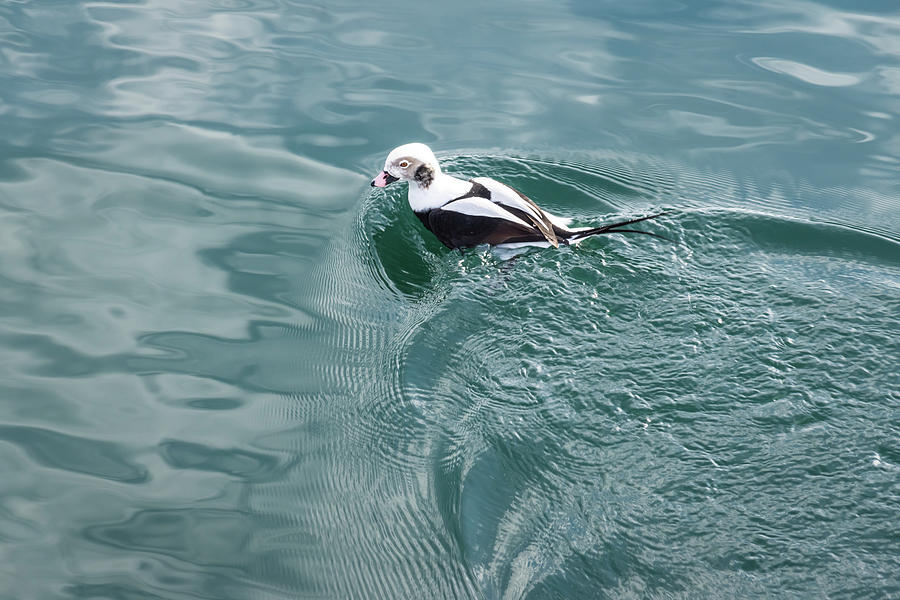 Disturbing the Silk - Long Tailed Duck Emerging from a Dive Photograph by Georgia Mizuleva