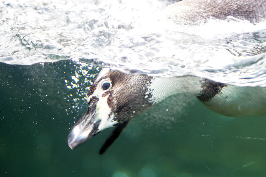 Dive Penguin Dive Photograph by David Stasiak