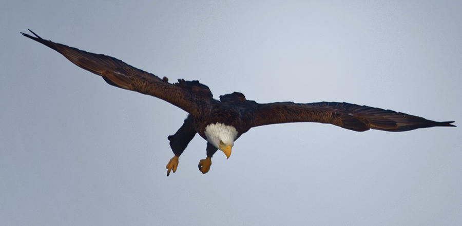 Eagle Photograph - Dive by Peter Ponzio