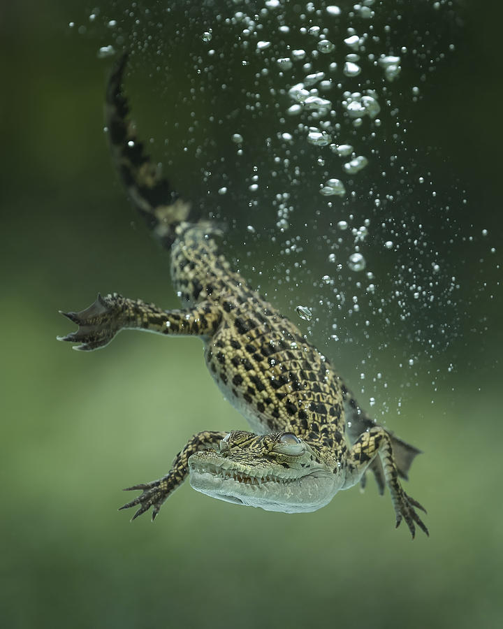 Crocodile Photograph - Dive by Tantoyensen