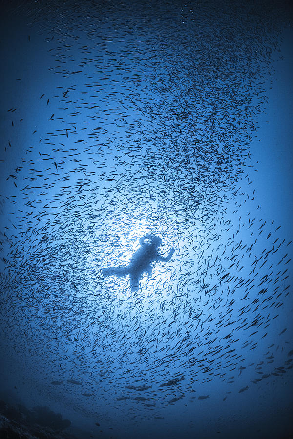 Fish Photograph - Diver And Shoal Of Fish by Barathieu Gabriel