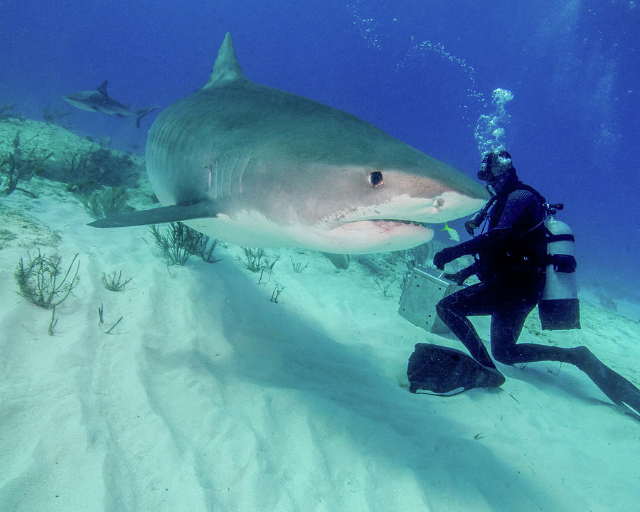 Diver And Tiger Shark, Tiger Beach Photograph by Brent Barnes