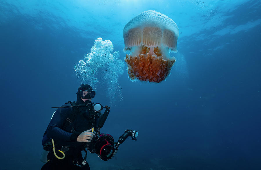 Diver Encounter Jellyfish In The Clear Waters Of The Gulf Of Thailand ...