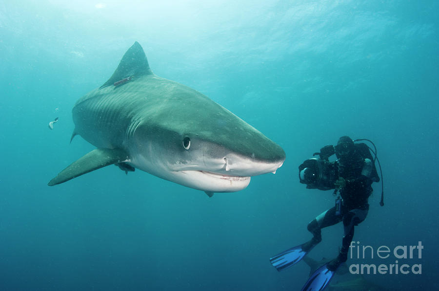 Diver Filming A Shark by Jason Isley, Scubazoo/science Photo Library