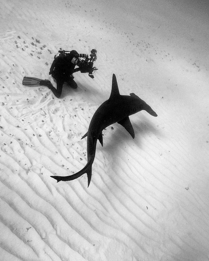 Diver Photographing A Great Hammerhead Photograph by Brent Barnes