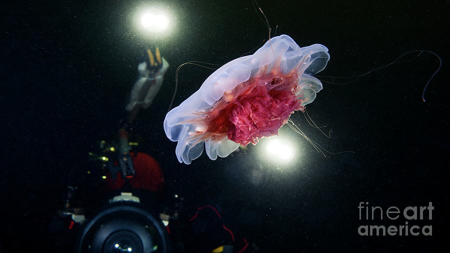 Diver Photographing A Lions Mane Jellyfish Photograph by Alexander Semenov/science Photo Library