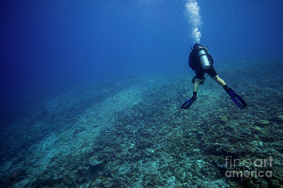Diver Surveying Dead Coral Reef Photograph by Alexander Semenov/science Photo Library