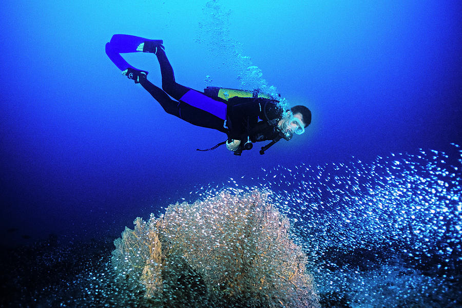 Fish Photograph - Diver Watches A School Of Glass Fish Around A Fan Coral In Madagascar. by Cavan Images