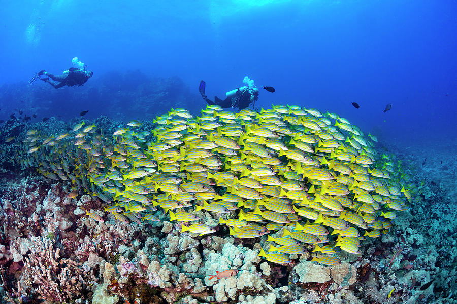 Divers And Schooling Bluestripe Snapper Photograph by Dave Fleetham