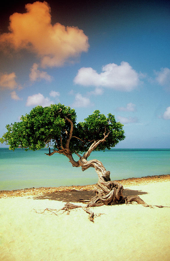 Divi Divi Tree On Beach Of Caribbean Photograph by Medioimages/photodisc