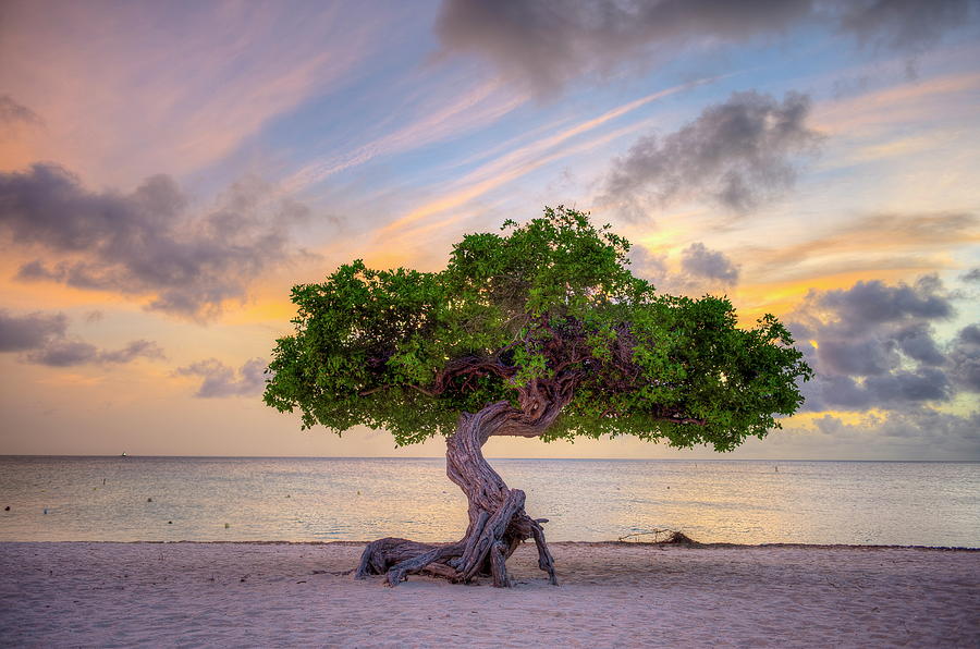 Beach Digital Art - Divi-divi Tree On Eagle Beach, Aruba by Werner Bertsch