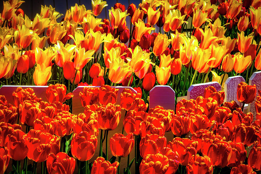 Divided Tulips Photograph by Garry Gay