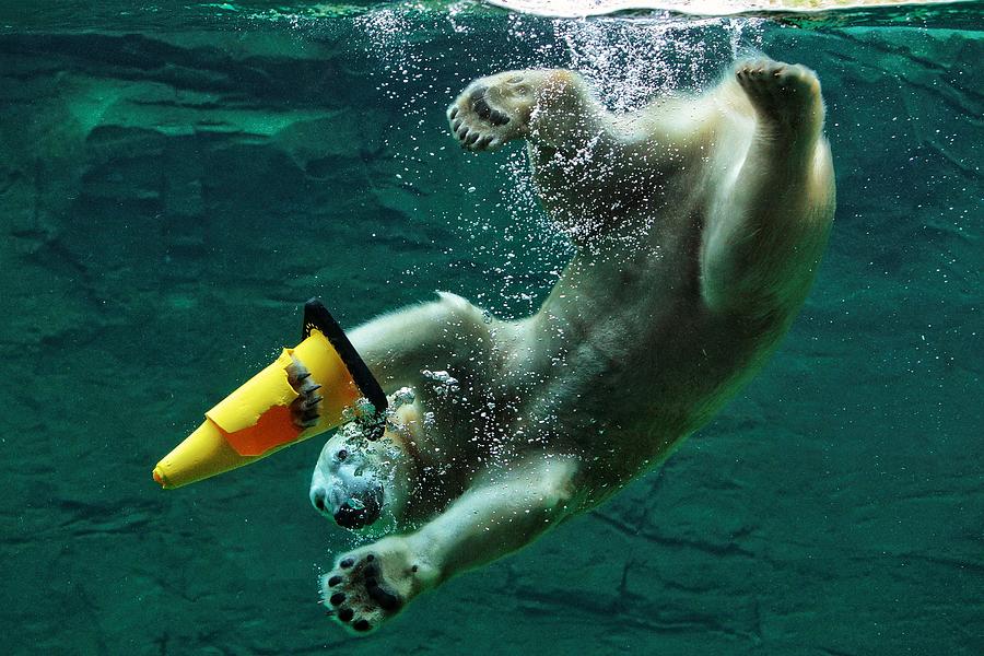 Bear Photograph - Diving .... by Antje Wenner-braun