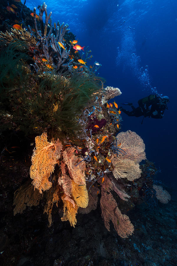Diving Photograph by Barathieu Gabriel