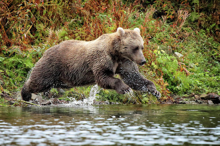Diving Bear Photograph by Coby Cooper