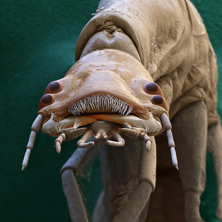 Diving Beetle, Rhantus Sp., Larva, Sem Photograph by Oliver Meckes EYE OF SCIENCE