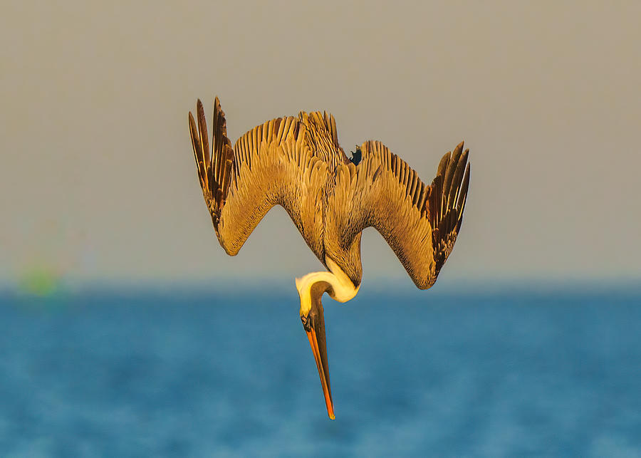 Bird Photograph - Diving... by Bill Liu
