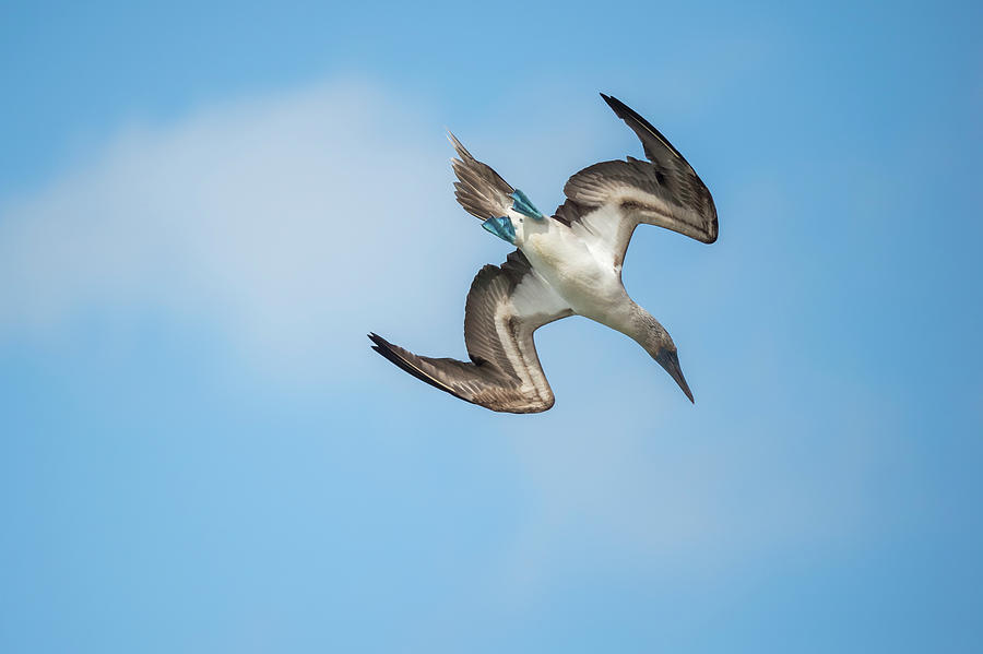 Diving Blue Footed Booby Photograph by Tui De Roy