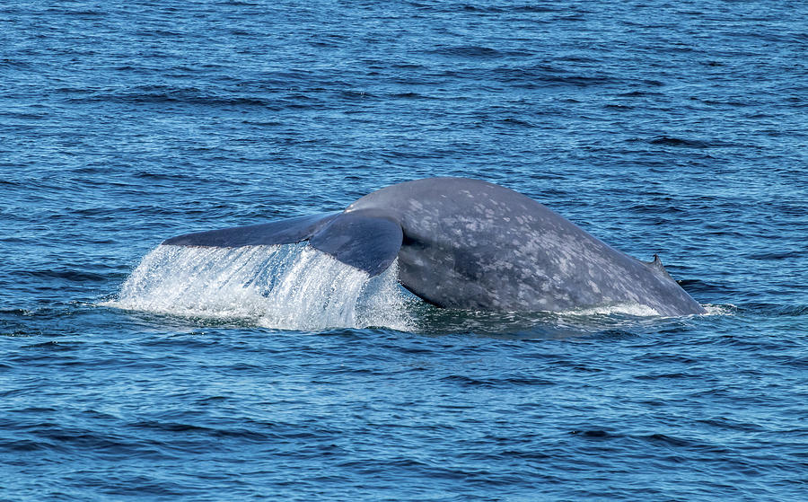 Diving Blue Whale 2 Photograph by Randy Straka - Fine Art America