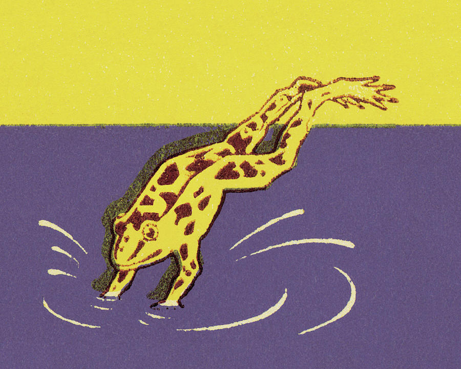 Vintage Drawing - Diving Frog by CSA Images