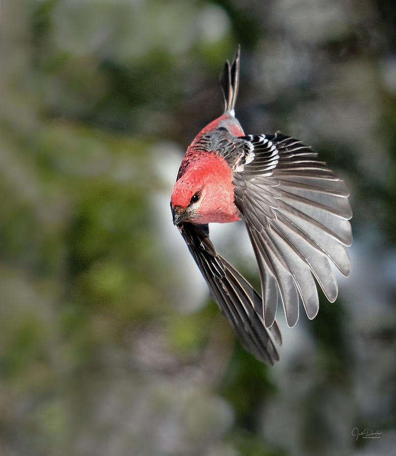 Diving Pine Grosbeak by Judi Dressler Diving Pine Grosbeak by Judi Dressler