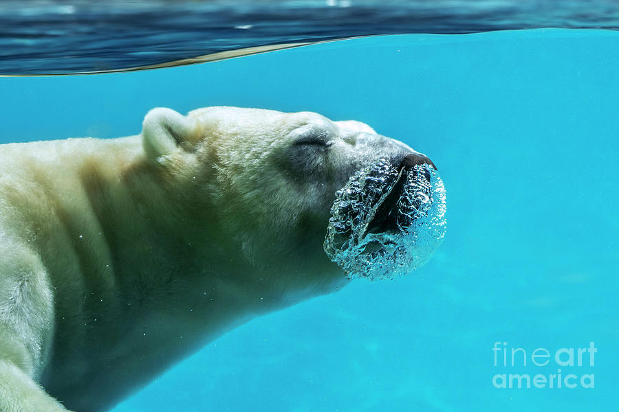 Polar Bear Photograph - Diving Polar Bear by Arterra Picture Library