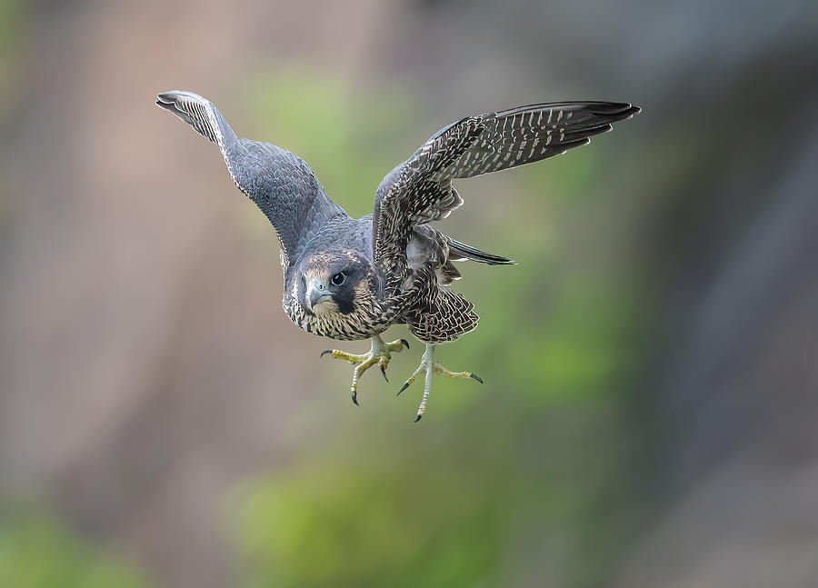 Falcon Photograph - Diving...... by Tao Huang