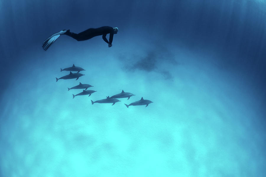 Diving With The Dolphins Photograph by Extreme-photographer