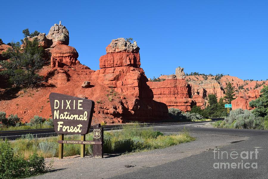 Dixie National Forest Photograph by Leslie M Browning