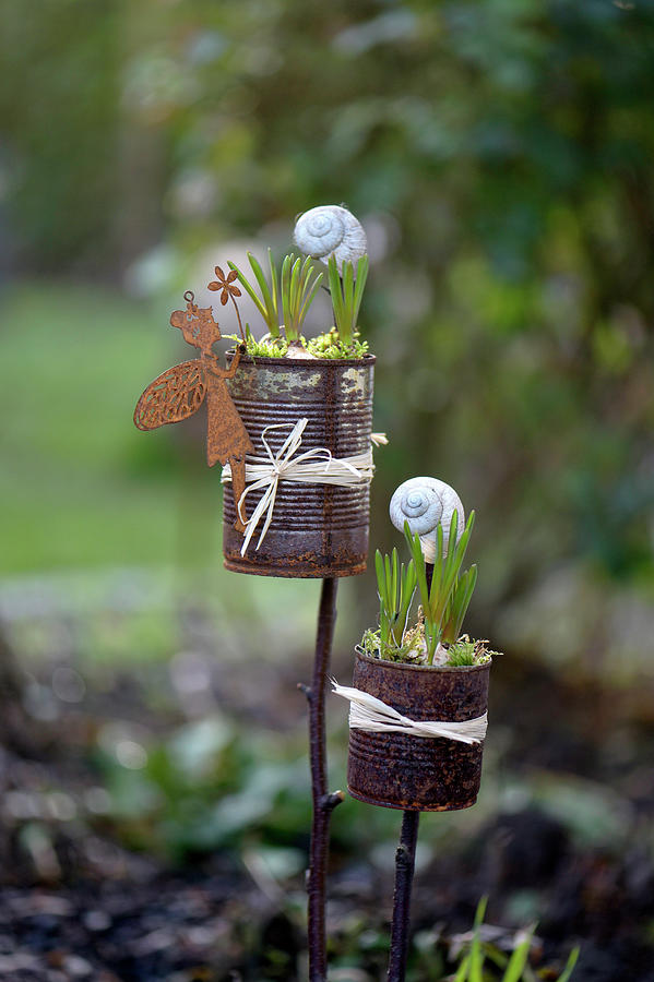 Diy Garden Plugs Made From Old Tin Cans With Pearl Hyacinths, Moss And Snail Shells Photograph by Daniela Behr