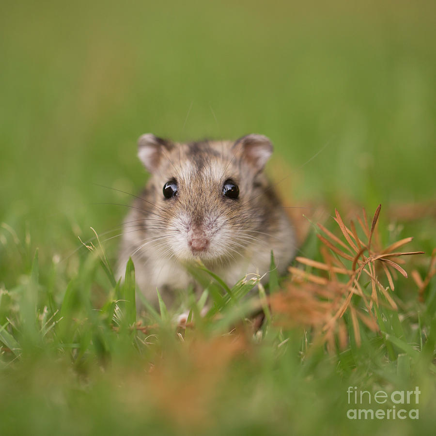 Animal Photograph - Djungarian hamster Phodopus sungorus 3 by Alon Meir