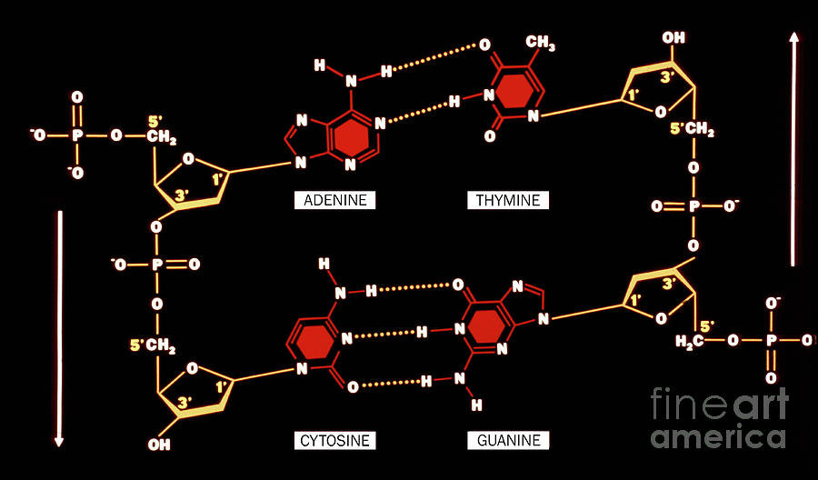 Dna Base Pairing Photograph By Francis Leroy Biocosmosscience Photo Library Fine Art America 6949