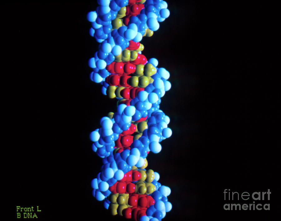 Computer Graphics Photograph - Dna (deoxyribonucleic Acid) Molecule by Div. Of Computer Research & Technology/national Institute Of Health/science Photo Library