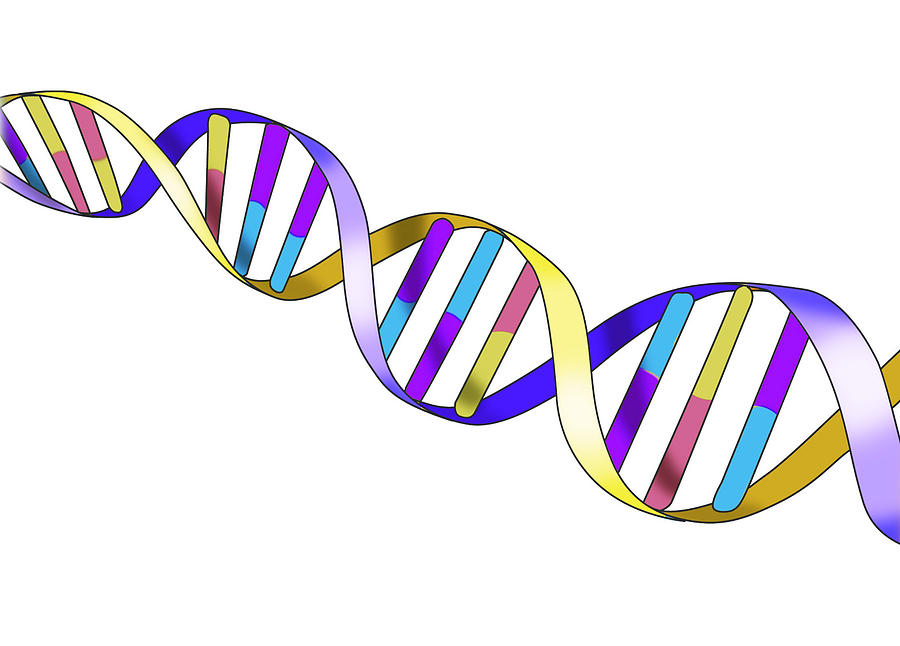 Dna, Double Helix, Illustration Photograph by Monica Schroeder