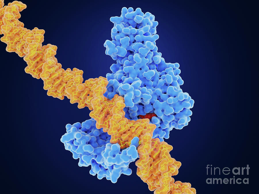 Dna Methyl Transferase--1 And Dna Photograph by Juan Gaertner/science Photo Library