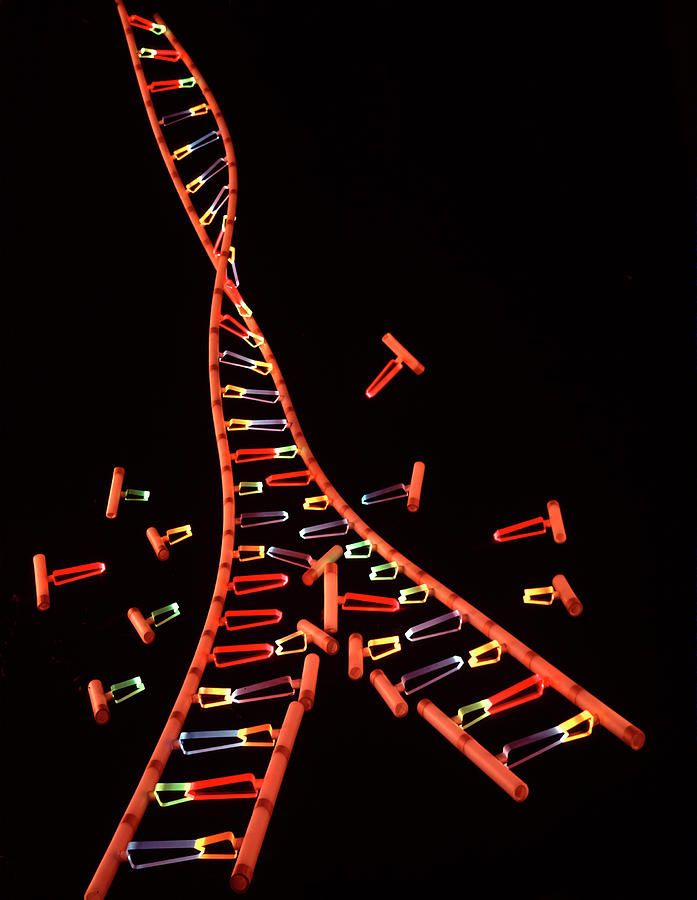 Archival Photograph - DNA Model by Fritz Goro