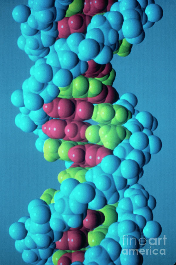 Computer Graphics Photograph - Dna Molecule by Div. Of Computer Research & Technology/national Institute Of Health/science Photo Library