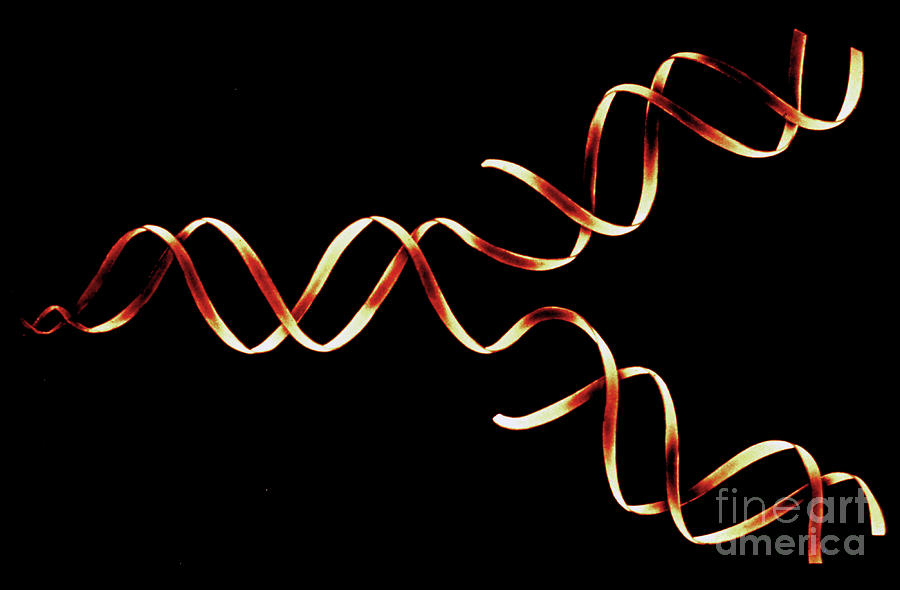 Dna Replication By Francis Leroy Biocosmosscience Photo Library 2525