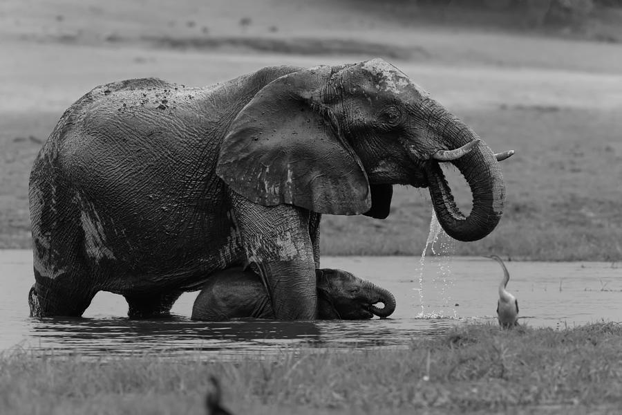Elephant Photograph - Do As What Mom Does. by Cheng Chang