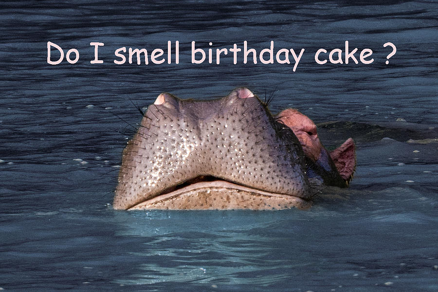 Do I Smell Birthday Cake Photograph by Douglas Wielfaert