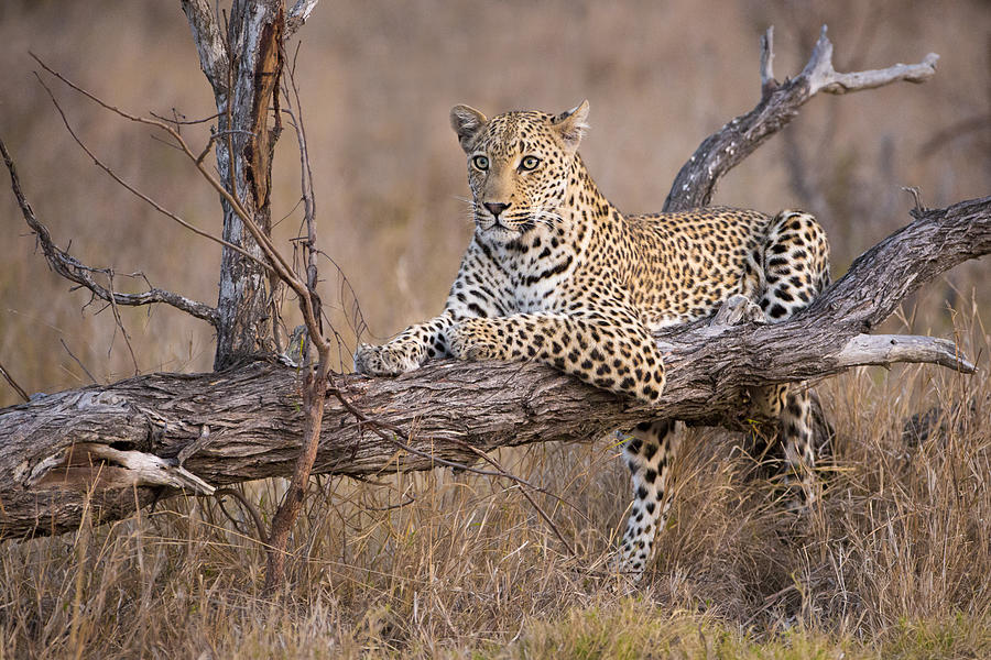 Cheetah Photograph - Do I Stay Or Do I Go Now by Renee Doyle