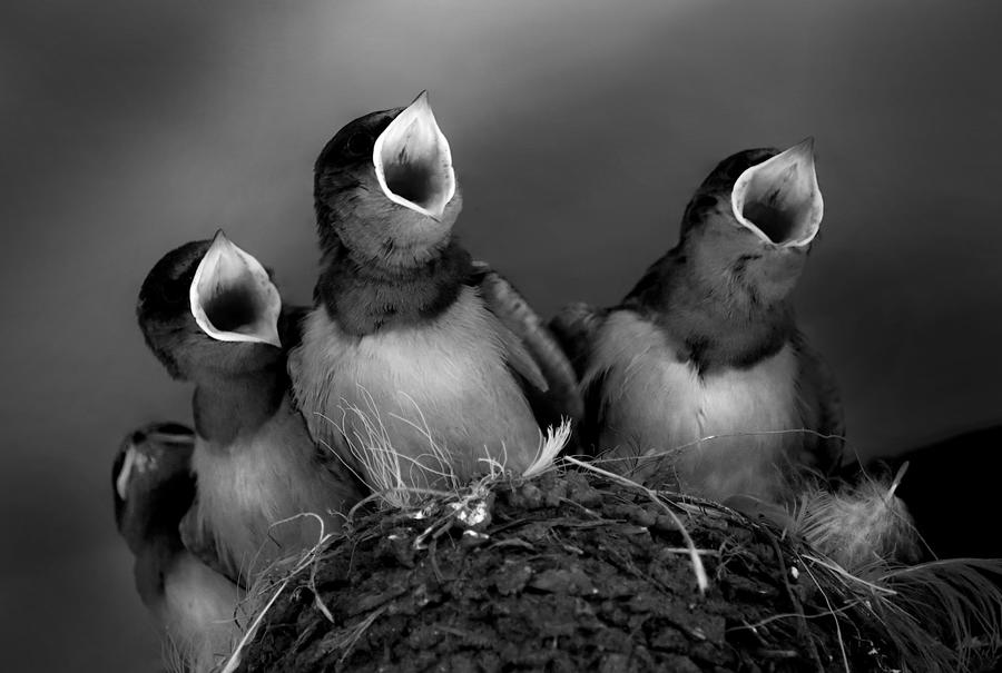 Bird Photograph - Do, Re (please Feed) Mi. by Robin Wechsler