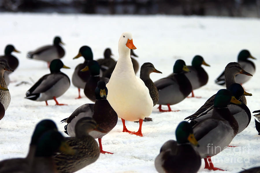 Persevere Photograph - Do You Stand Out From The Crowd A by Brad Thompson Persevere Photograph - Do You Stand Out From The Crowd A by Brad Thompson
