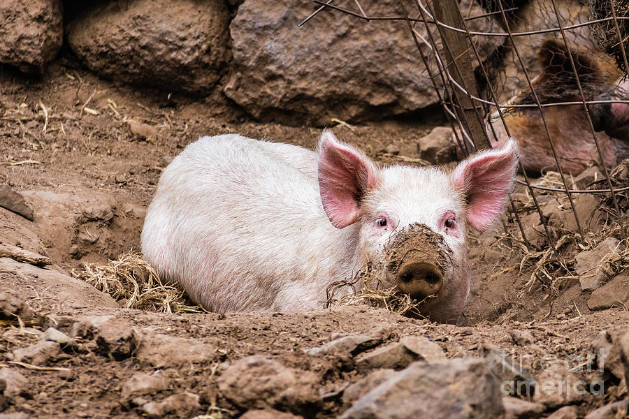 Do you still see me... pig with muddy snout Photograph by Lyl Dil Creations